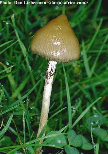 psilocybe_semilanceata2.jpg (75973 bytes)