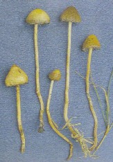 psilocybe_semilanceata8.jpg (16095 bytes)
