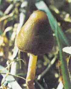 psilocybe_semilanceata3.jpg (23098 bytes)