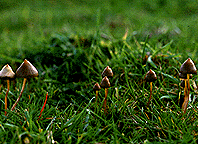 psilocybe_semilanceata.gif (26846 bytes)