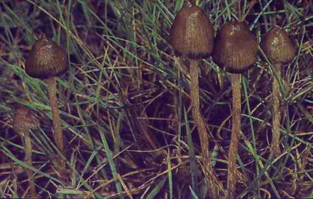 psilocybe_semilanceata4.jpg (123099 bytes)
