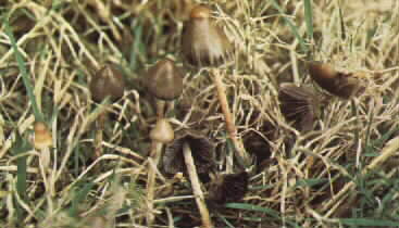 psilocybe_semilanceata7.jpg (18146 bytes)