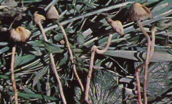 psilocybe_semilanceata5.jpg (17771 bytes)