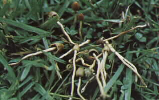 psilocybe_semilanceata6.jpg (13267 bytes)
