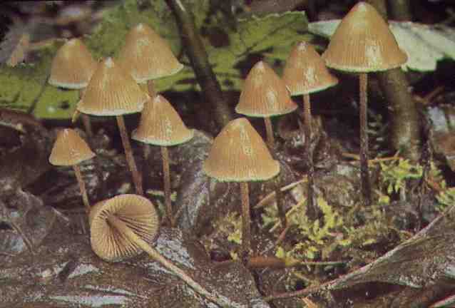 Psilocybe_pelliculosa2.jpg (108497 bytes)