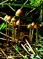 Psilocybe_pelliculosa1.gif (19198 bytes)
