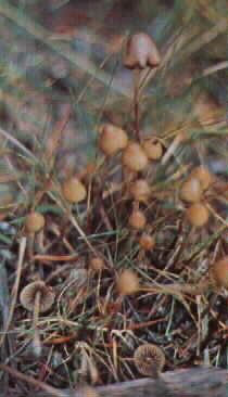 Psilocybe_pelliculosa4.jpg (14462 bytes)