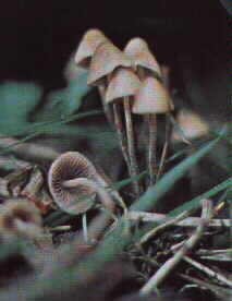 Psilocybe_pelliculosa3.jpg (9053 bytes)